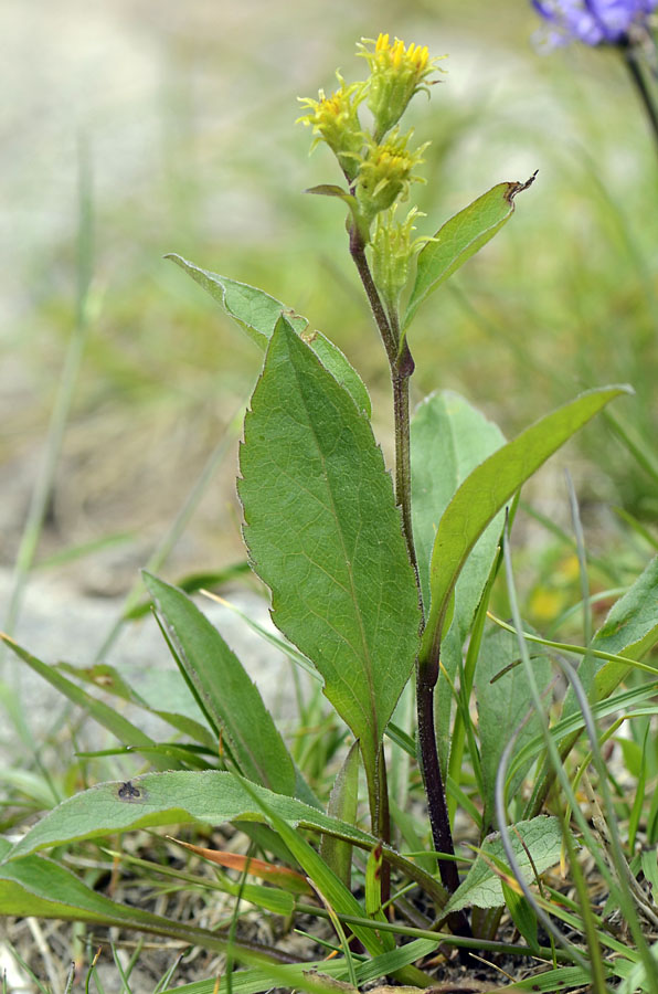 Inula conyzae